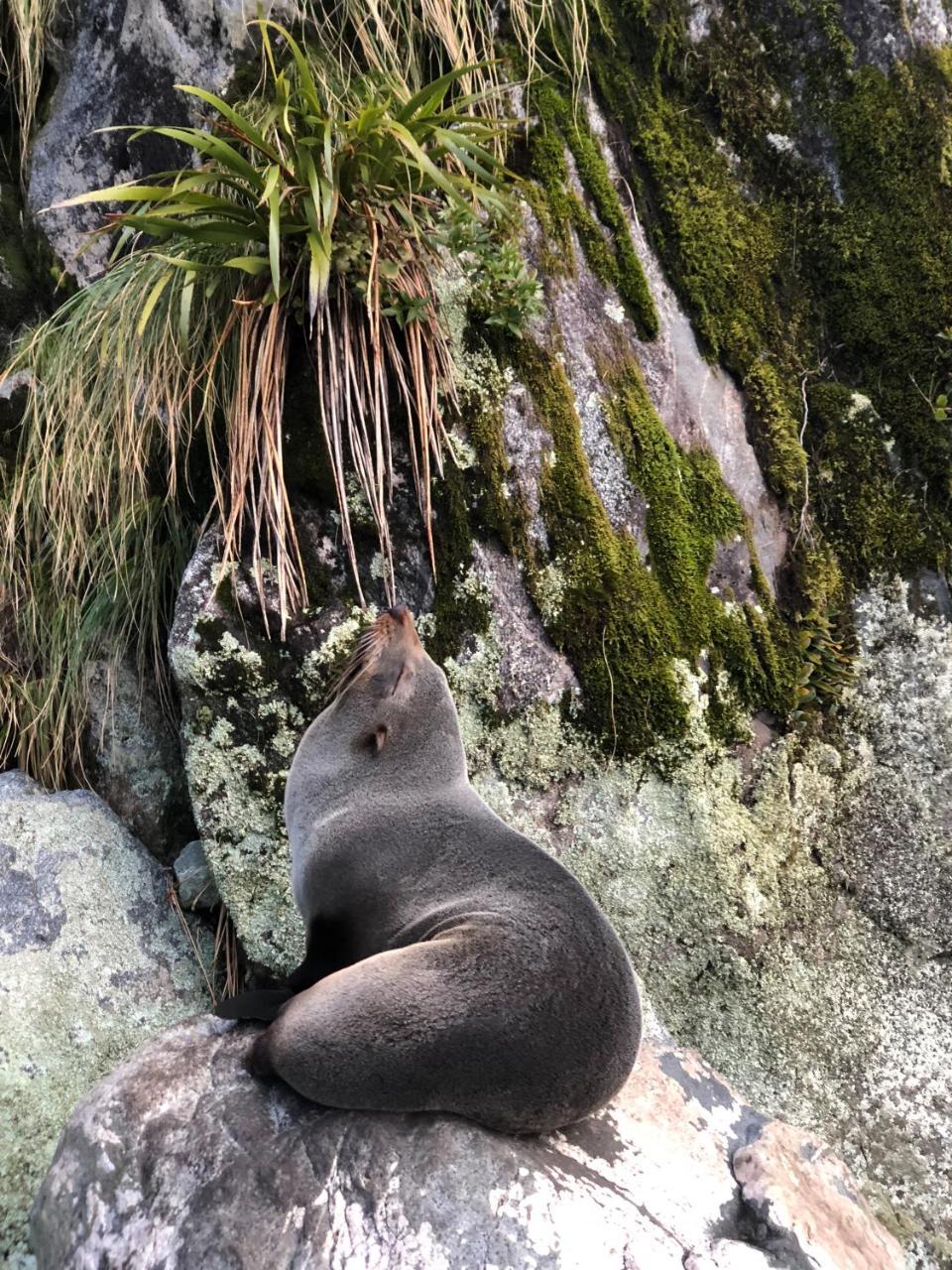 Milford Sound Overnight Cruise - Fiordland Discovery Экстерьер фото